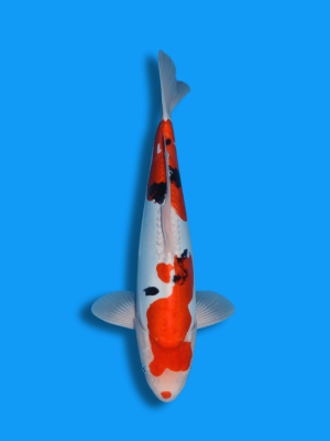 Kuchibeni Doitsu Sanke | Koi&Co.